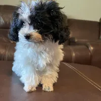 AKC Tiny Domino, a male Poodle - Toy  for sale in Weatherford, TX – Photo 3 of 10