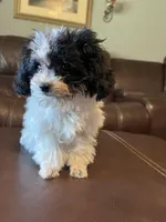 AKC Tiny Domino, a male Poodle - Toy  for sale in Weatherford, TX – Photo 3 of 10