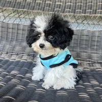 AKC Tiny Domino, a male Poodle - Toy  for sale in Weatherford, TX – Photo 1 of 10