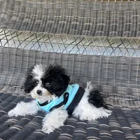 AKC Tiny Domino, a male Poodle - Toy  for sale in Weatherford, TX – Photo 2 of 10