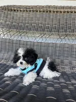 AKC Tiny Domino, a male Poodle - Toy  for sale in Weatherford, TX – Photo 2 of 10