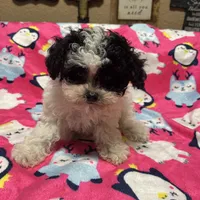 AKC Tiny Domino, a male Poodle - Toy  for sale in Weatherford, TX – Photo 8 of 10