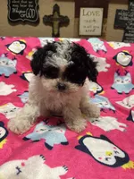 AKC Tiny Domino, a male Poodle - Toy  for sale in Weatherford, TX – Photo 8 of 10