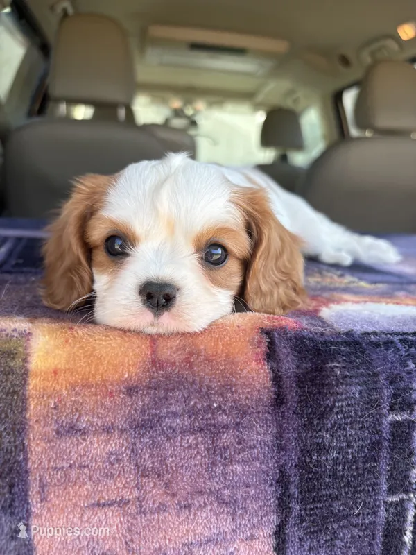 AKC Yellow Collar – Cavalier King Charles Spaniel puppy for sale in Cushing, TX