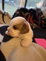 AKC Boy 2, a male Cavalier King Charles Spaniel for sale in Weatherford, TX – 3 of 6
