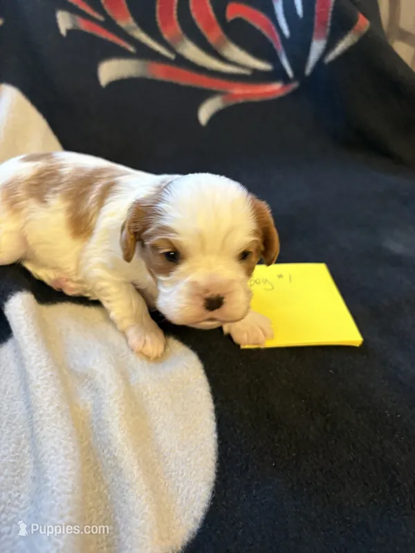 AKC Boy 1 – Cavalier King Charles Spaniel puppy on hold in Weatherford, TX