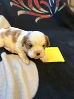 AKC Boy 1, a male Cavalier King Charles Spaniel for sale in Weatherford, TX – 1 of 6