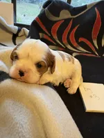 AKC Boy 3, a male Cavalier King Charles Spaniel for sale in Weatherford, TX – 3 of 6