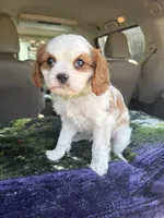 AKC Green Collar, a male Cavalier King Charles Spaniel for sale in Cushing, TX – 3 of 9