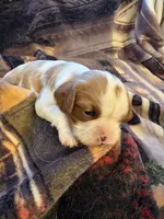 AKC Girl, a female Cavalier King Charles Spaniel for sale in Weatherford, TX – 3 of 6