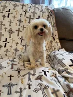 AKC Bebe, a female Maltese for sale in Cushing, TX – 5 of 7