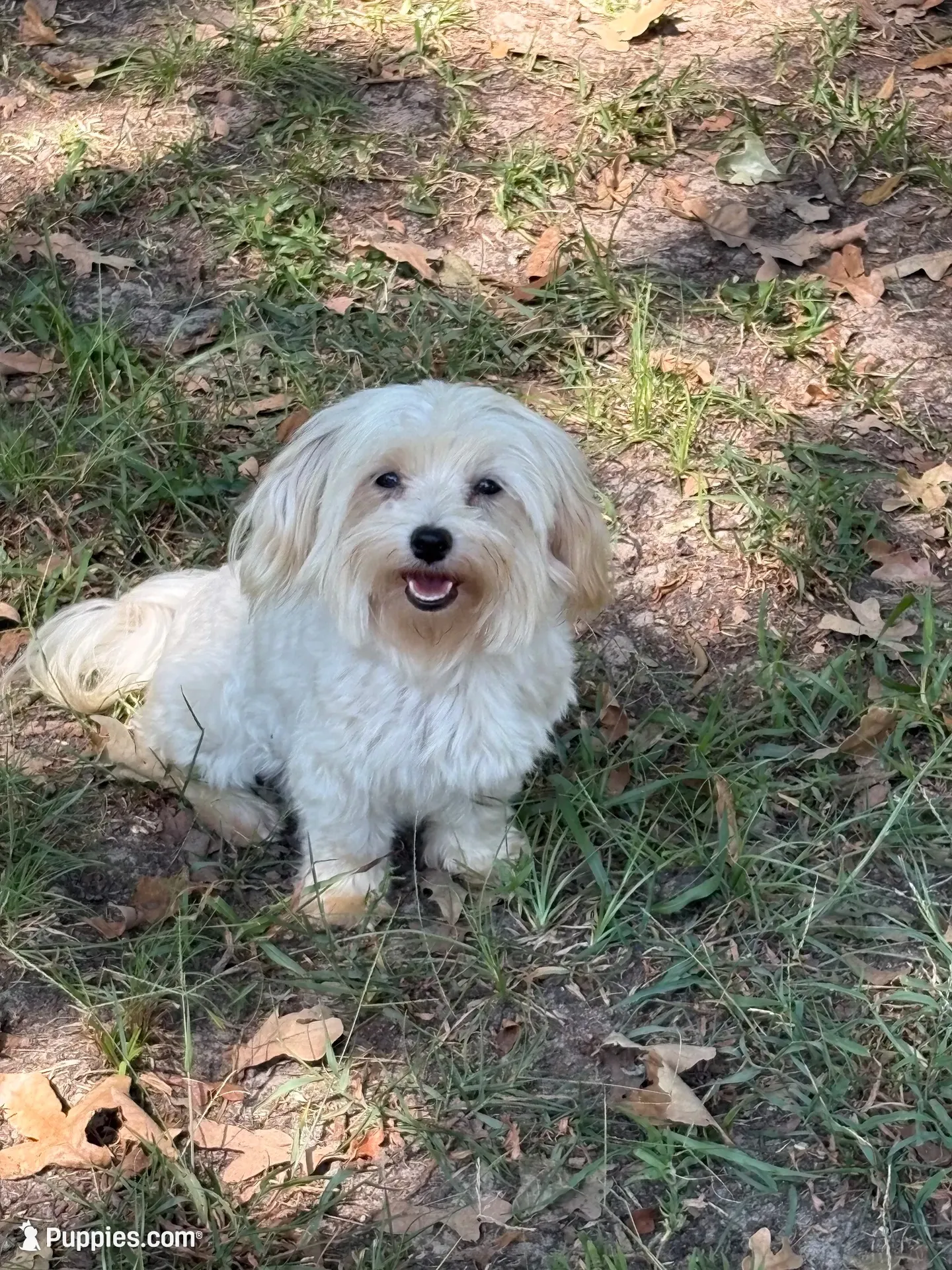 AKC Boy, a male Maltese for sale in Weatherford, TX – 6 of 6
