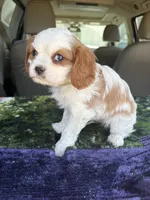 AKC Green Collar, a male Cavalier King Charles Spaniel for sale in Cushing, TX – 1 of 9