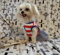 AKC Bebe, a female Maltese for sale in Cushing, TX – 2 of 7