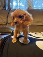 AKC Ruby Girl, a female Cavalier King Charles Spaniel for sale in Weatherford, TX – 2 of 4
