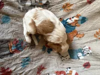 AKC Blenheim Girl, a female Cavalier King Charles Spaniel for sale in Cushing, TX – 3 of 4
