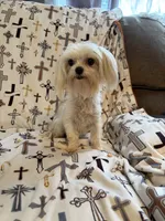 AKC Bebe, a female Maltese for sale in Cushing, TX – 7 of 7