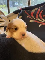 AKC Boy 1, a male Cavalier King Charles Spaniel for sale in Weatherford, TX – 4 of 6