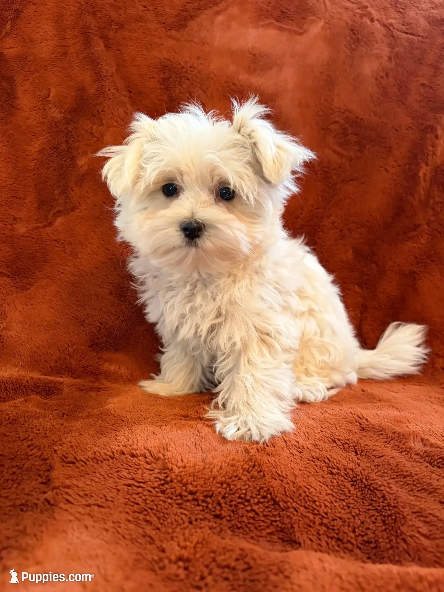 AKC Snow Ball, a male Maltese for sale in Cushing, TX – 1 of 10
