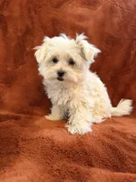AKC Snow Ball, a male Maltese for sale in Cushing, TX – 3 of 10