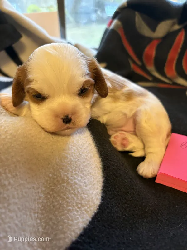 AKC Boy 2 – Cavalier King Charles Spaniel puppy for sale in Weatherford, TX