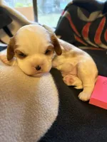 AKC Boy 2, a male Cavalier King Charles Spaniel for sale in Weatherford, TX – 1 of 6