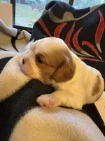 AKC Boy 3, a male Cavalier King Charles Spaniel for sale in Weatherford, TX – 2 of 6