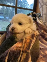 AKC Boy, a male Maltese for sale in Weatherford, TX – 3 of 6