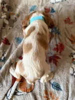 AKC Blenheim Blue Collar, a male Cavalier King Charles Spaniel for sale in Cushing, TX – 5 of 5