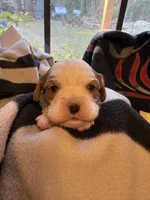 AKC Boy 1, a male Cavalier King Charles Spaniel for sale in Weatherford, TX – 2 of 6