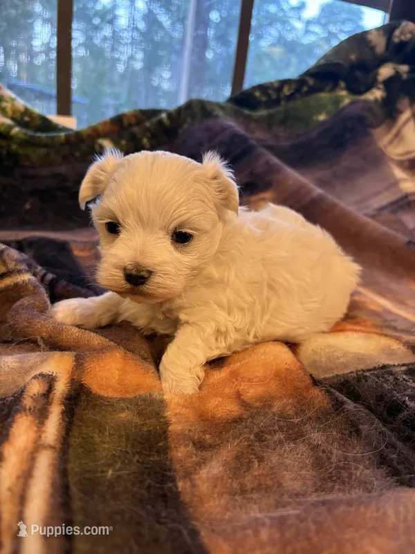 AKC Boy – Maltese puppy for sale in Weatherford, TX