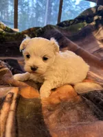 AKC Boy, a male Maltese for sale in Weatherford, TX – 1 of 6