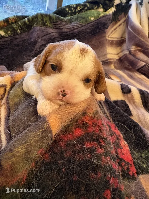 AKC Girl – Cavalier King Charles Spaniel puppy for sale in Weatherford, TX
