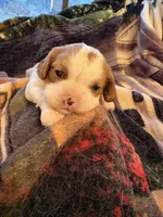 AKC Girl, a female Cavalier King Charles Spaniel for sale in Weatherford, TX – 1 of 6