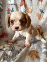 AKC Blenheim Blue Collar, a male Cavalier King Charles Spaniel for sale in Cushing, TX – 3 of 5
