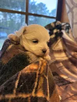 AKC Boy, a male Maltese for sale in Weatherford, TX – 4 of 6