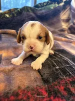 AKC Girl, a female Cavalier King Charles Spaniel for sale in Weatherford, TX – 6 of 6