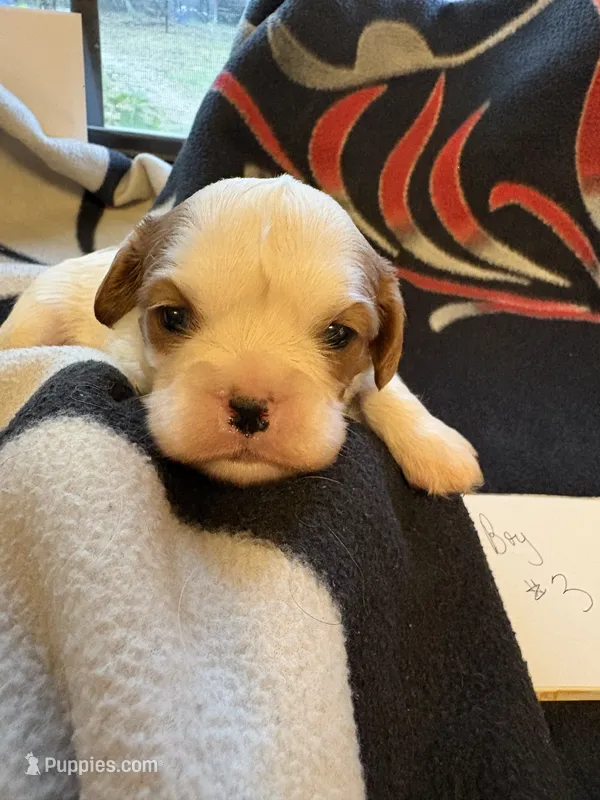 AKC Boy 3 – Cavalier King Charles Spaniel puppy for sale in Weatherford, TX
