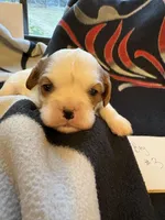 AKC Boy 3, a male Cavalier King Charles Spaniel for sale in Weatherford, TX – 1 of 6