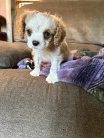 AKC Blenheim , a male Cavalier King Charles Spaniel for sale in Weatherford, TX – Photo 6 of 8