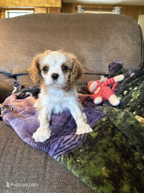 AKC Blenheim , a male Cavalier King Charles Spaniel for sale in Weatherford, TX – Photo 1 of 8