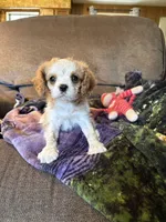 AKC Blenheim , a male Cavalier King Charles Spaniel for sale in Weatherford, TX – Photo 1 of 8