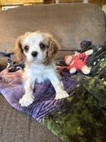 AKC Blenheim , a male Cavalier King Charles Spaniel for sale in Weatherford, TX – Photo 3 of 8