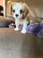 AKC Blenheim , a male Cavalier King Charles Spaniel for sale in Weatherford, TX – Photo 7 of 8