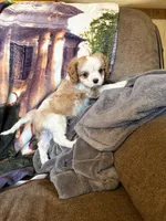 AKC Blenheim , a male Cavalier King Charles Spaniel for sale in Weatherford, TX – Photo 8 of 8