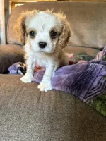 AKC Blenheim , a male Cavalier King Charles Spaniel for sale in Weatherford, TX – Photo 4 of 8