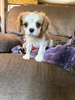 AKC Blenheim , a male Cavalier King Charles Spaniel for sale in Weatherford, TX – Photo 5 of 8