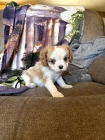 AKC Blenheim , a male Cavalier King Charles Spaniel for sale in Weatherford, TX – Photo 2 of 8
