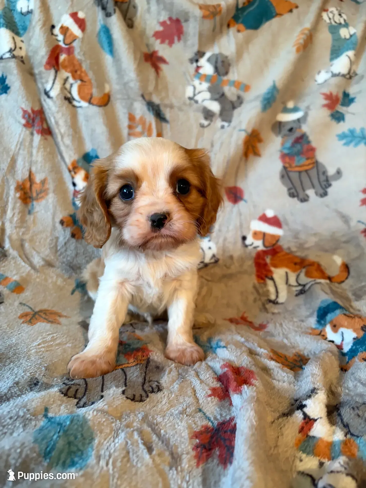 AKC Blenheim Green Collar, a male Cavalier King Charles Spaniel for sale in Cushing, TX – 2 of 5