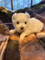 AKC Boy, a male Maltese for sale in Weatherford, TX – 5 of 6